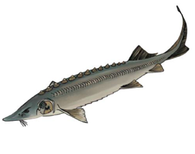 Яку рибу не можна ловити в Україні: штраф до 48 тисяч гривень!